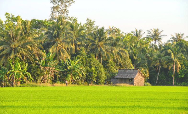 Mekong Delta rice fields