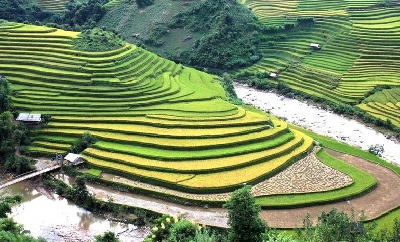 Mu Cang Chai rice terrace field