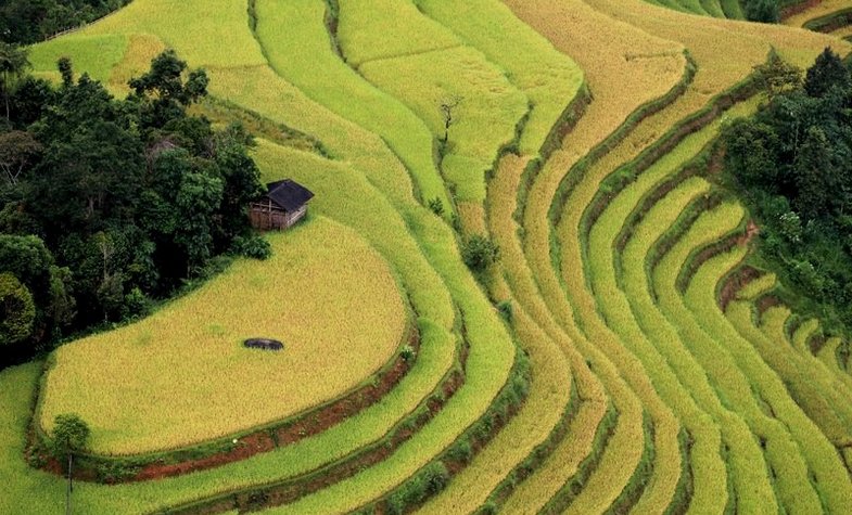 Sapa rice terrace fields