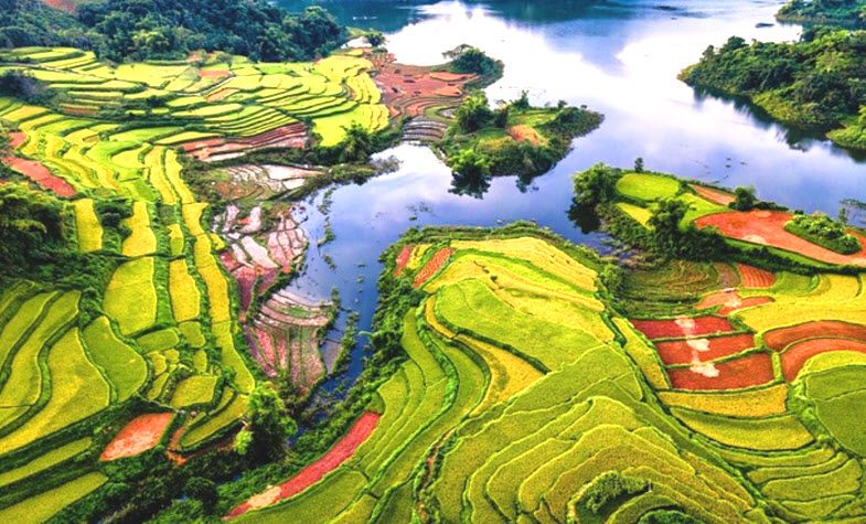 Hong Thai rice fields