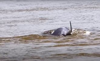 Irrawaddy dolphin kratie
