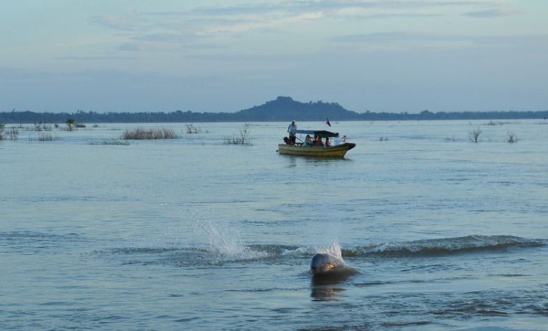Mekong Dolphin