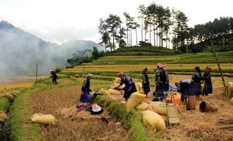 Rice harvesting, Mu Cang Chai, Yen Bai, Vietnam
