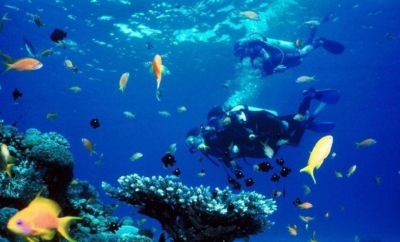 Best places to see fascinating coral reefs in Vietnam
