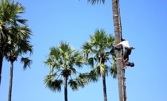 Picking palm sugar, Bagan, Myanmar travel