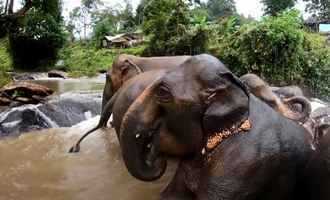 Kanta Elephant camp, Chiang Mai, Thailand