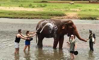 Elephant bathing, Chiang Mai, Thailand