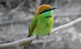 Bird in Kaeng Krachan National park, Thailand