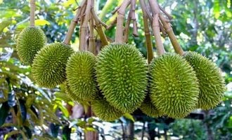 Duriant fruit, Mekong Delta, Vietnam travel