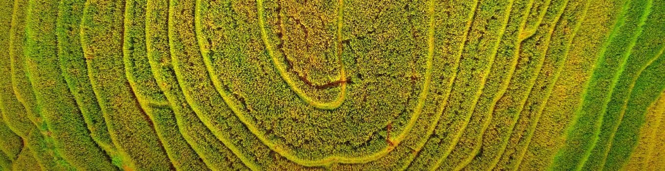 Vietnam green paddy field in the north