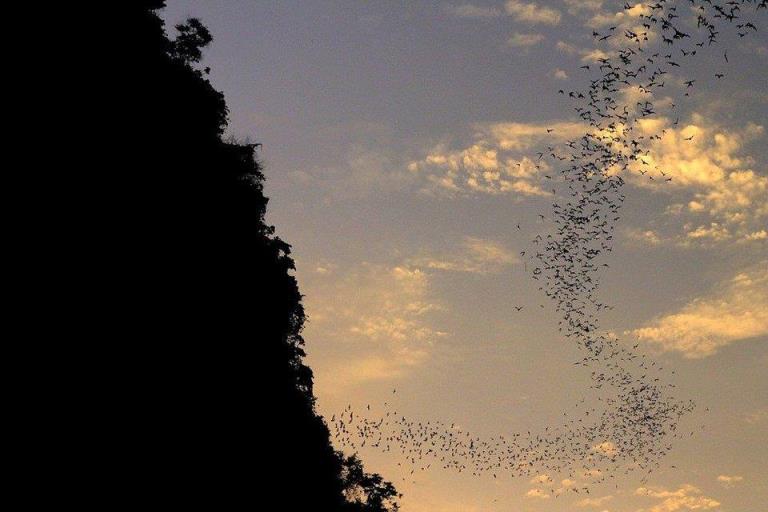 thousands bats leaving the cave at sunset