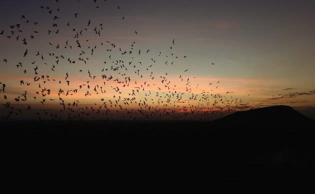 bats flying at sunset