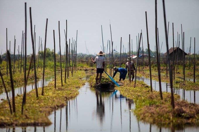 Cultivate on the lake