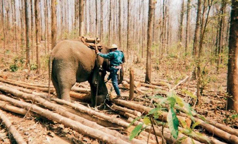 Thailand elephants are important in industry and agriculture