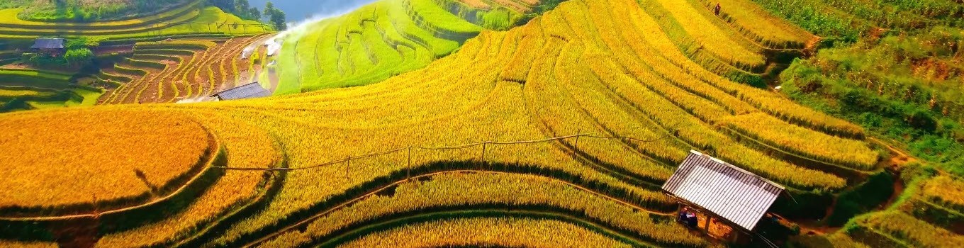 Rice terrace in Mu Cang Chai, Vietnam