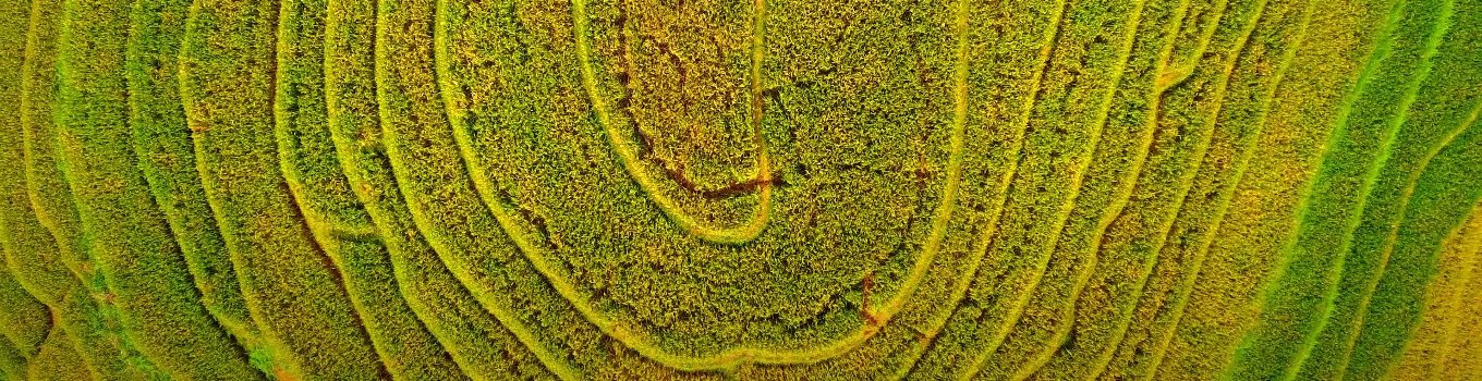 Vietnam green paddy field in the north