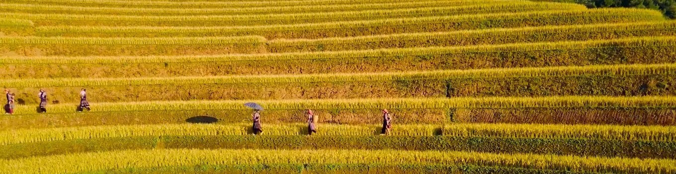 Mu Cang Chai rice terraces, Vietnam tours