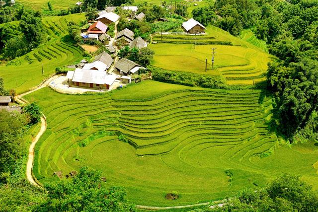 green terraces in Lao Cai