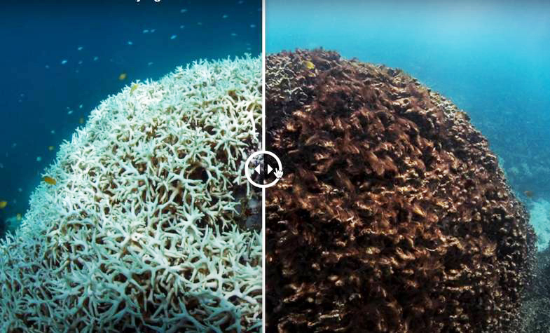 Chemical UV filters have negative impact on coral reefs