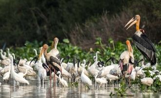 Prek Toal nature reserve