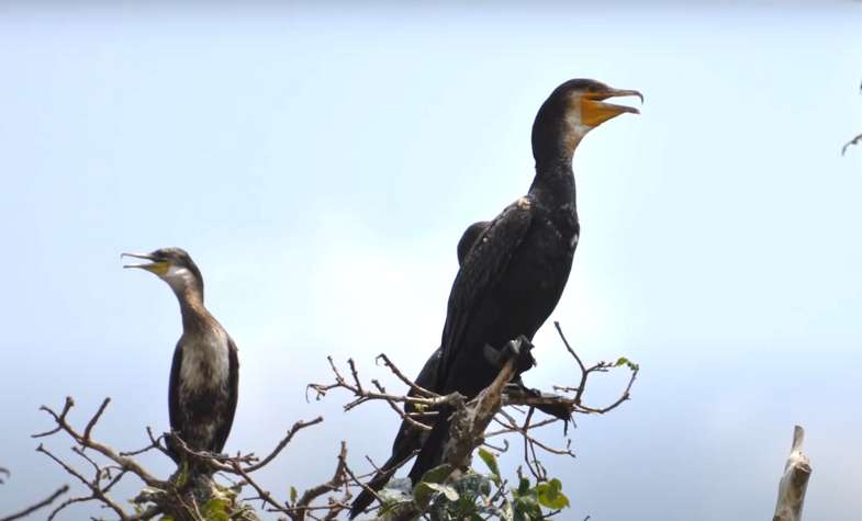 Prek Toal Bird Sanctuary-Cambodia 6