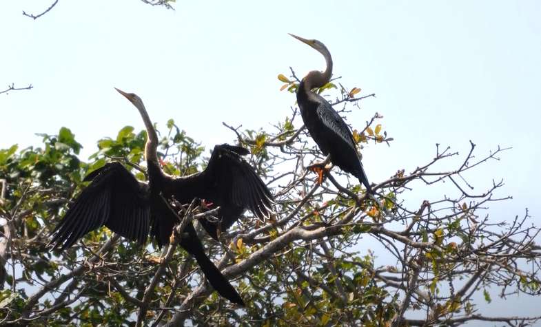 Prek Toal Bird Sanctuary-Cambodia 9