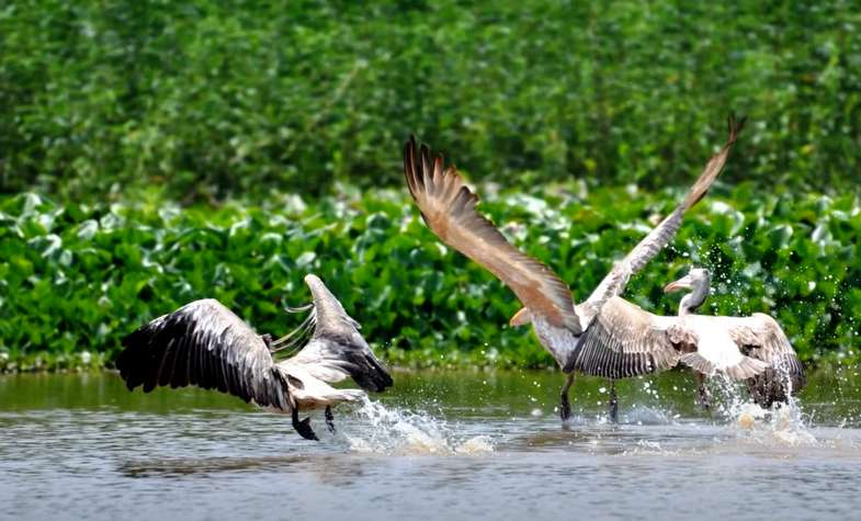 Prek Toal Bird Sanctuary 2