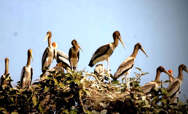 Prek Toal Bird Sanctuary 1