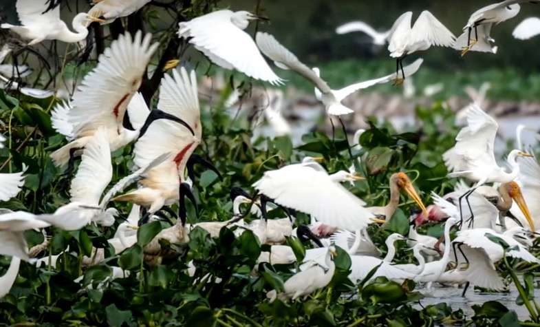 Prek Toal Bird Sanctuary-Cambodia 3