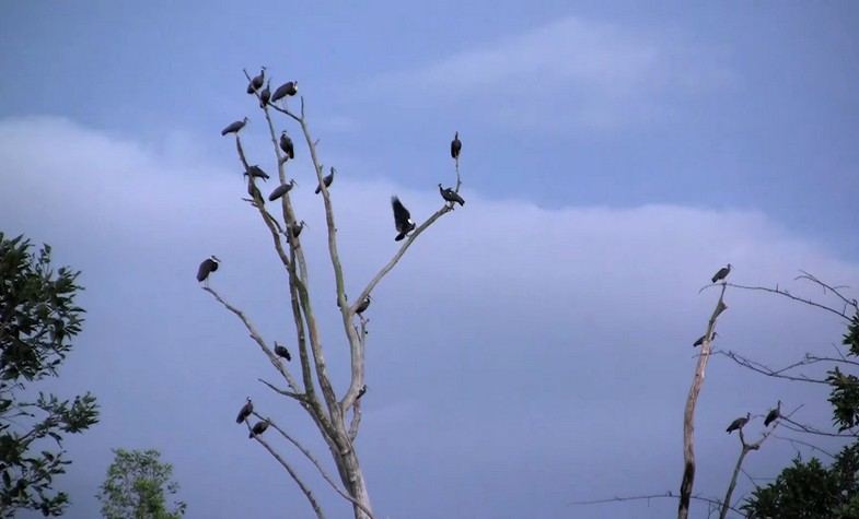 cambodia, Siem Reap, Prek Toal Bird Sanctuary 