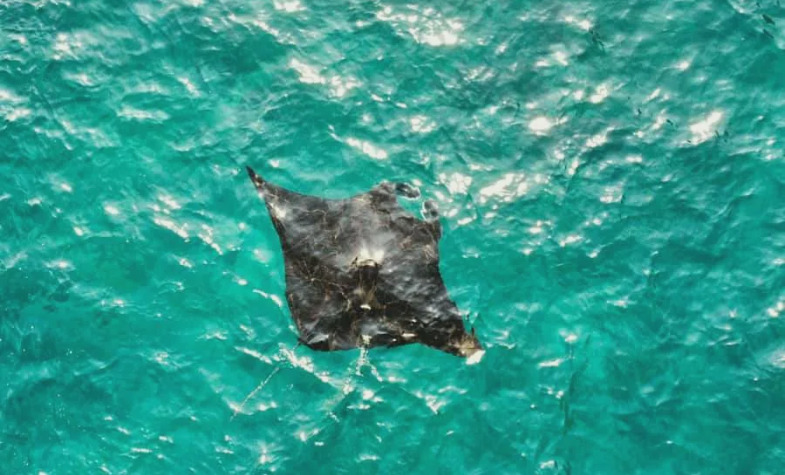 Manta Point marine life