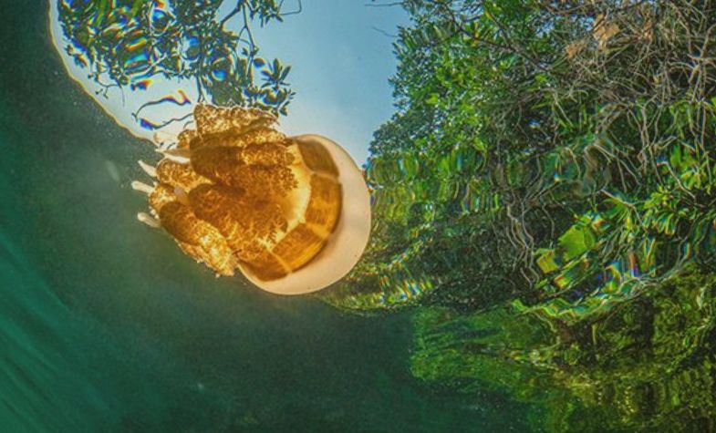 Marine conservation and eco-tourism in Derawan Islands