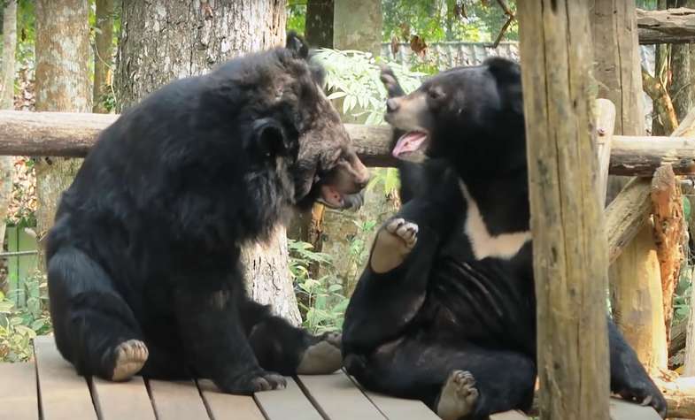 Bear Rescue Center