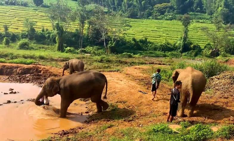 Laos, Luang Prabang, Mandalao Elephant Village Sanctuary, Laos Travel Guide