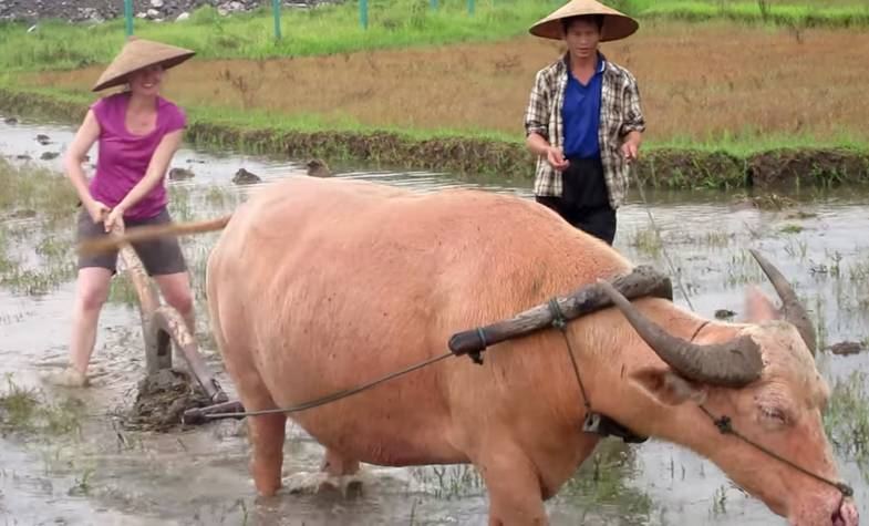 Living Land Farm - Laos