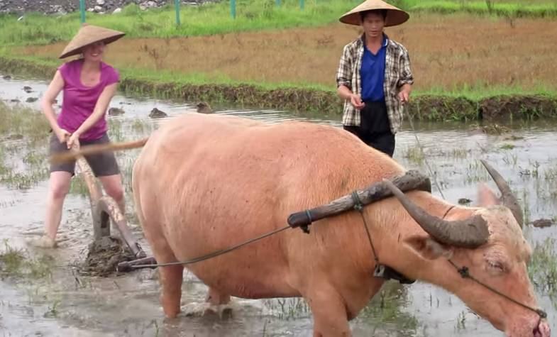 Laos, Luang Prabang, Living Farm, Laos Travel Guide