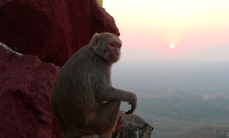 mtpopa macaque monkey