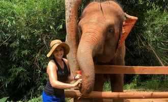 Elephant camp, Chiang mai, Thailand