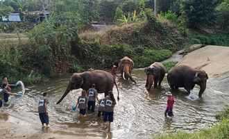 Chiang Mai elephant camp, Thailand