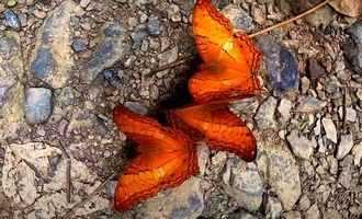 Butterfly trail, Kaeng Krachan National park, Thailand