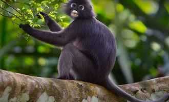 Gibbon trail, Kaeng Krachan National park, Thailand