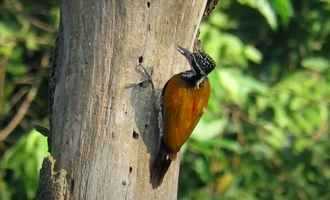 Kaeng Krachan NP, Thailand