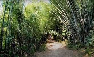 Hiking Khao Sok National park, Thailand