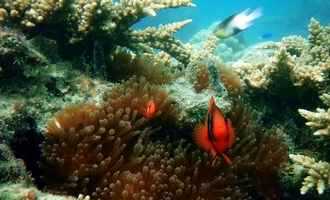 Phi Phi island snorkeling, Krabi, Thailand