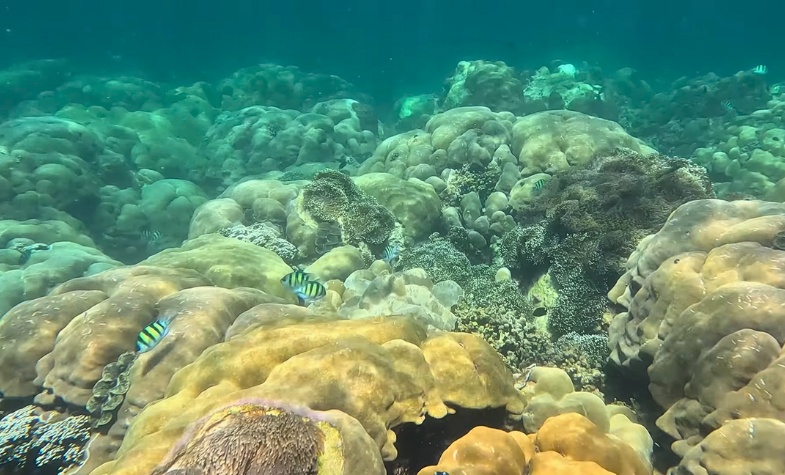 Explore islands and go snorkeling at Koh Adang and Koh Rawi.