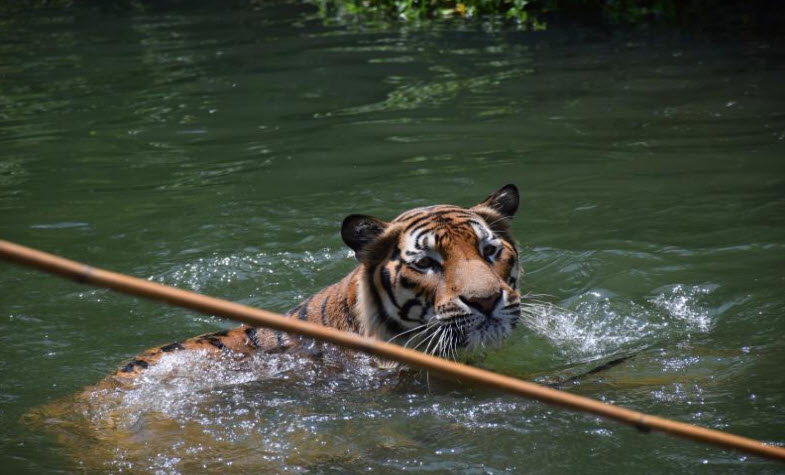 Korat zoo