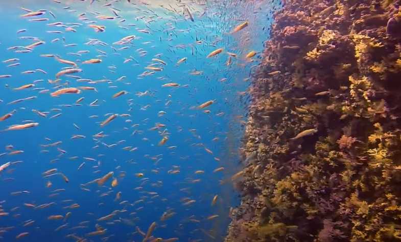 Exploring the Wonders of Scuba Diving in Thailand