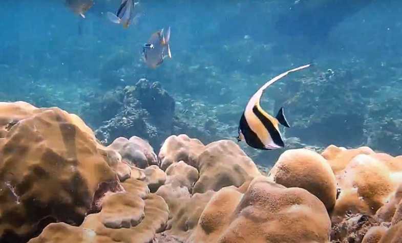 The Allure of Scuba Diving in Thailand