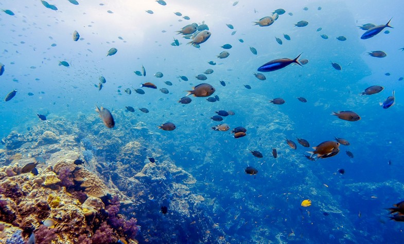 Best time to dive in Thailand: calm seas and clear water