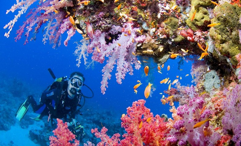 Diving in Thailand: The Guides You Need - The Best Diving Site In ...